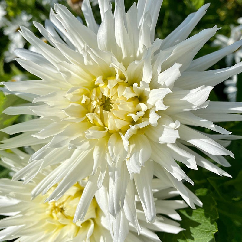 Magical Moonlight Bulb Collection