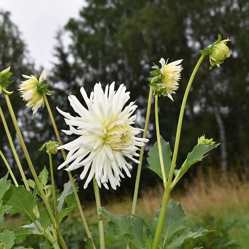 My Love Semi Cactus Dahlia