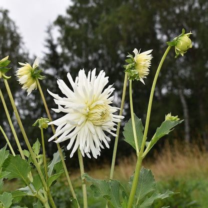 My Love Semi Cactus Dahlia