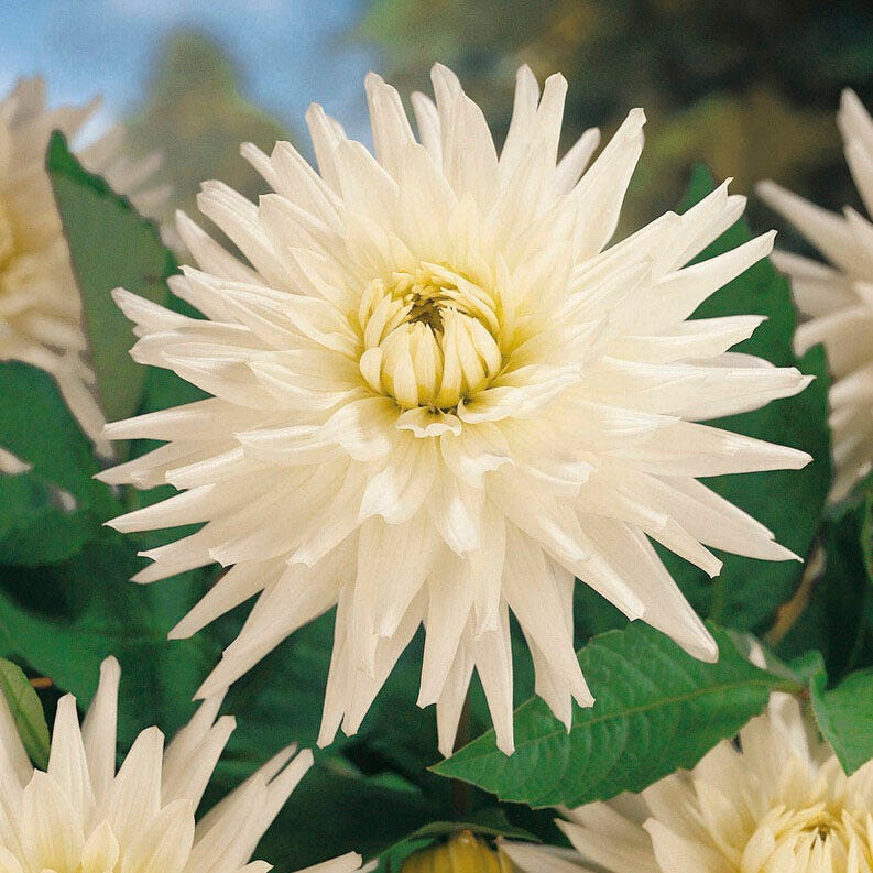 My Love Semi Cactus Dahlia