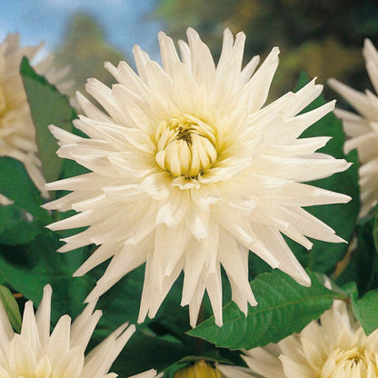 My Love Semi Cactus Dahlia