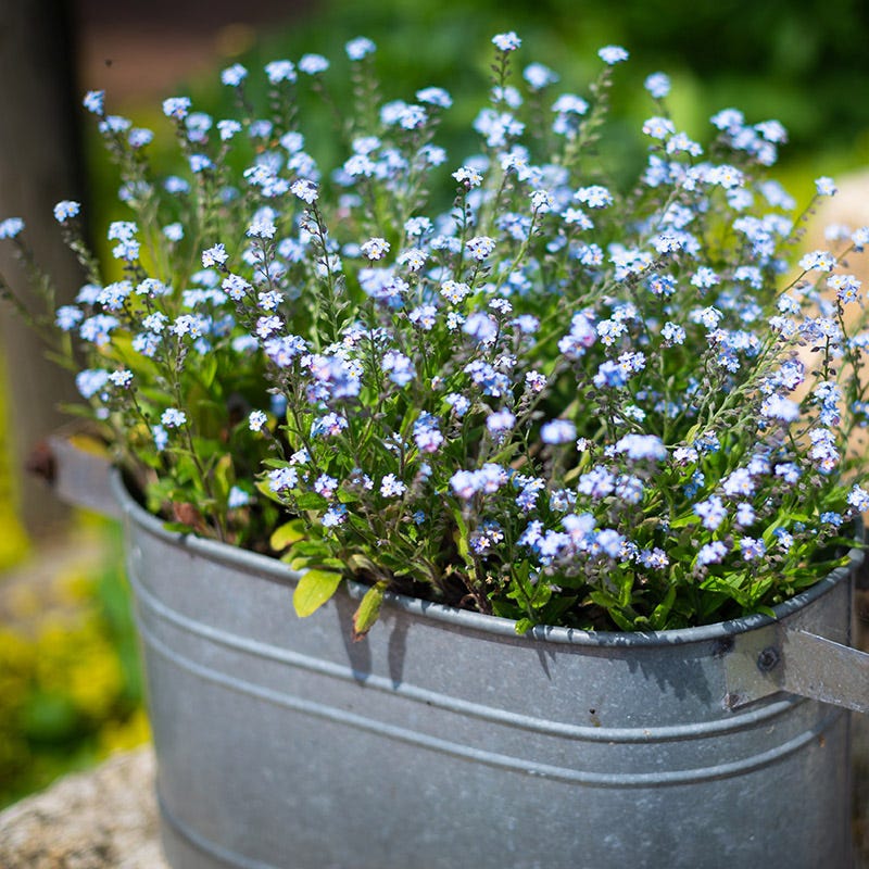 forget me not seeds planting Forget-Me-Not Seeds