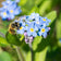 Forget-Me-Not Seeds|Blue Forget Me Not Seeds, Myosotis sylvatica with pollinator