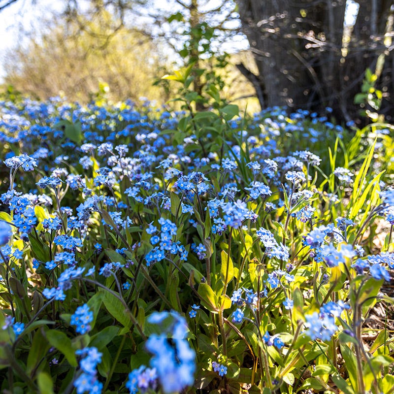 Forget-Me-Not Seeds