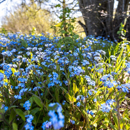Forget-Me-Not Seeds
