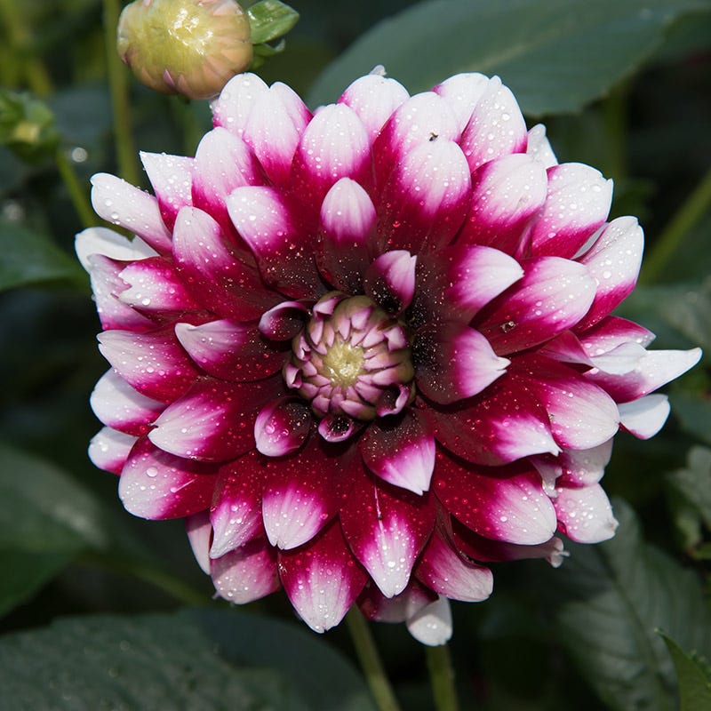 Mystery Day Dinner Plate Dahlia