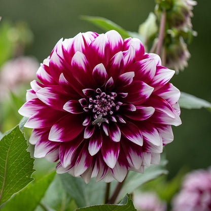 Mystery Day Dinner Plate Dahlia