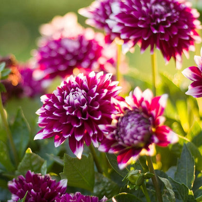 Mystery Day Dinner Plate Dahlia