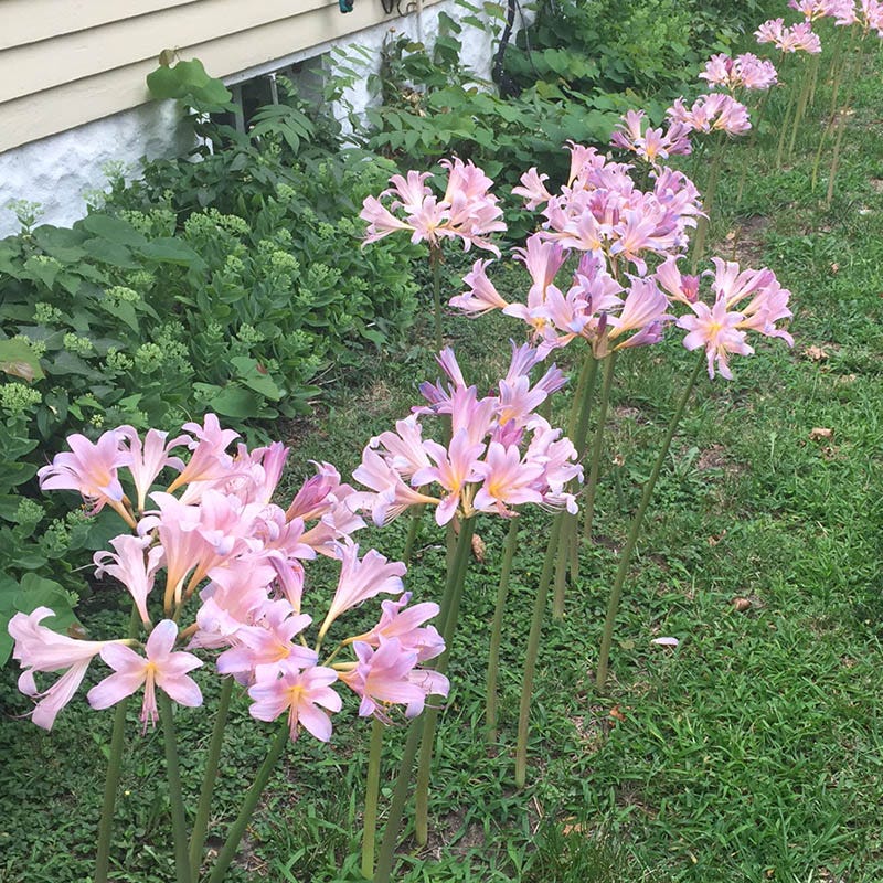 white belladonna lily Belladonna Lily