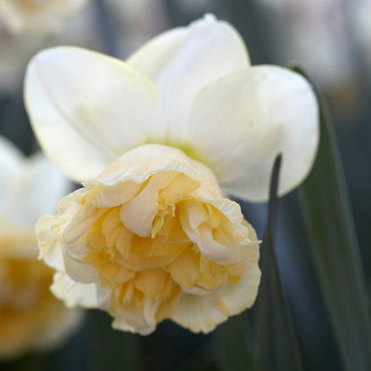 Art Design Double Daffodil