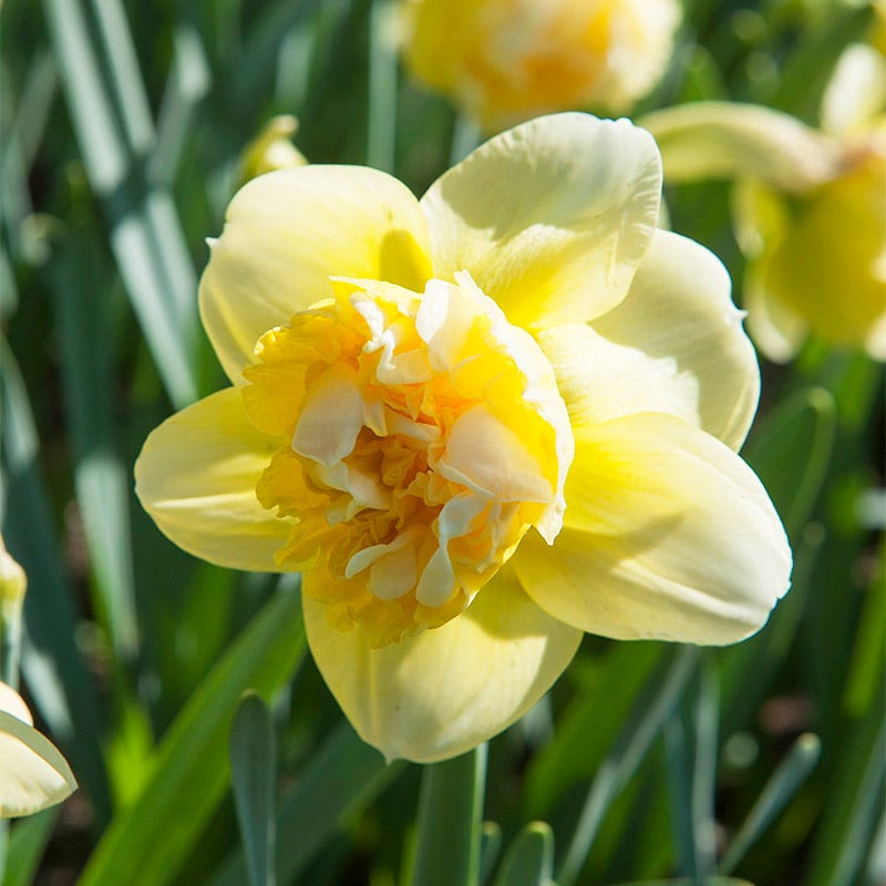 Art Design Double Daffodil