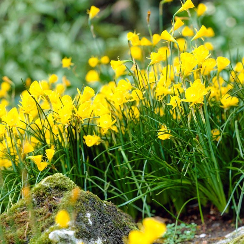 Naturalizing Fairy Garden Bulb Collection