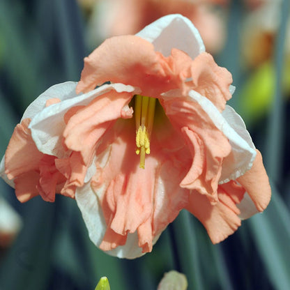 Apricot Whirl Butterfly Daffodil