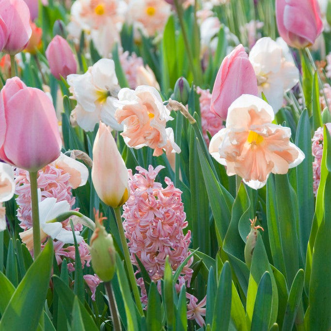 Apricot Whirl Butterfly Daffodil