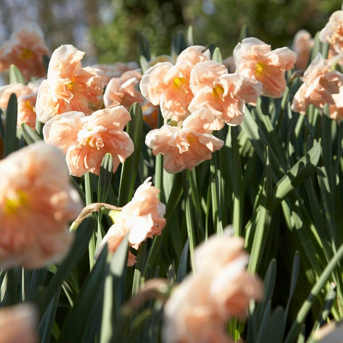 Apricot Whirl Butterfly Daffodil