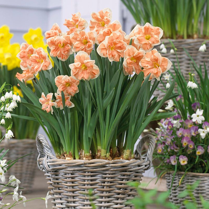 Apricot Whirl Butterfly Daffodil