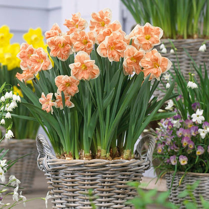 Apricot Whirl Butterfly Daffodil