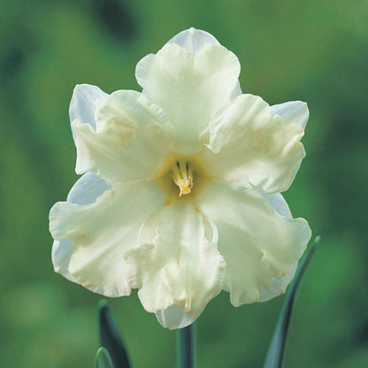 Cassata Daffodil