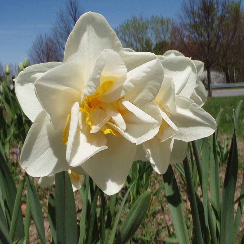 Lemon Chiffon Daffodil Flower Bulb Collection