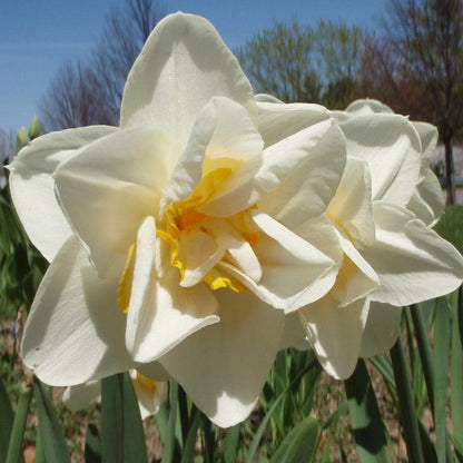 Cheerfulness Double Daffodil