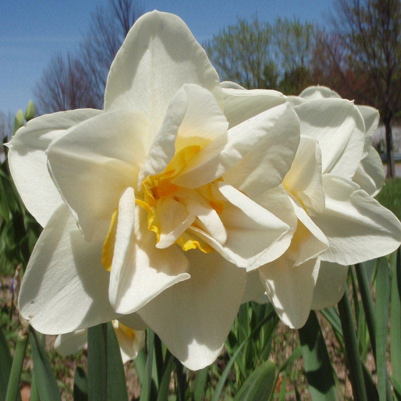 Deer Resistant Daffodil Bulb Collection