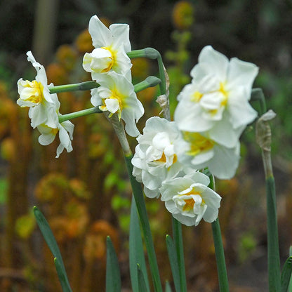 Cheerfulness Double Daffodil