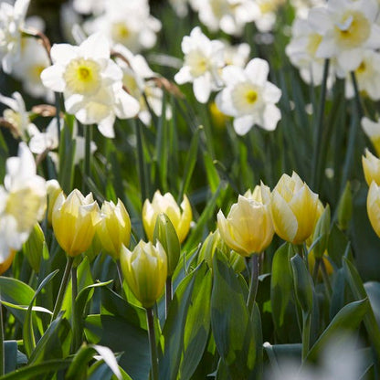 Ice Follies Large Cupped Daffodil