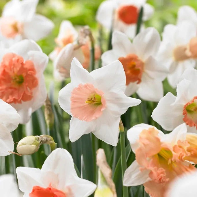 Large Cupped Daffodil Mix - Thumbnail 2