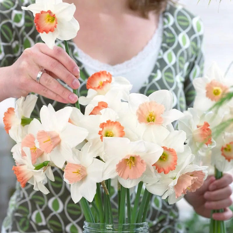 Large Cupped Daffodil Mix - Thumbnail 4
