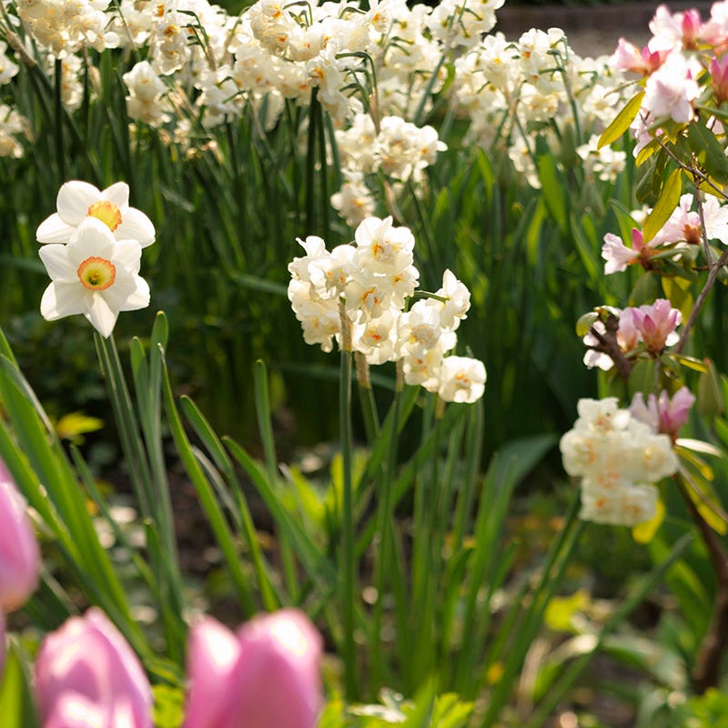 Cheerfulness Double Daffodil
