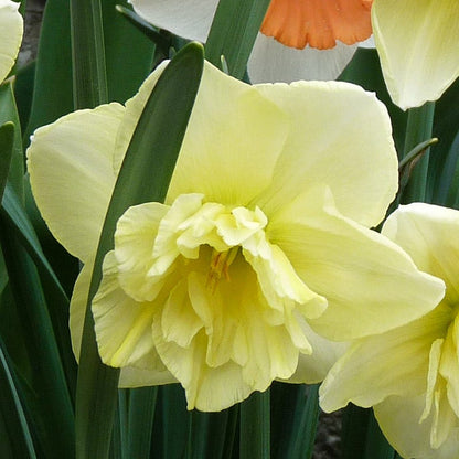 Dancing Moonlight Double Daffodil