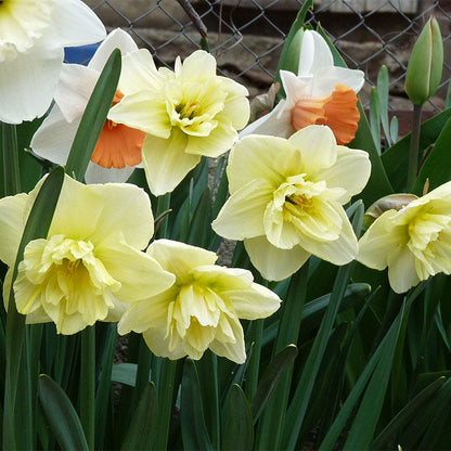 Dancing Moonlight Double Daffodil