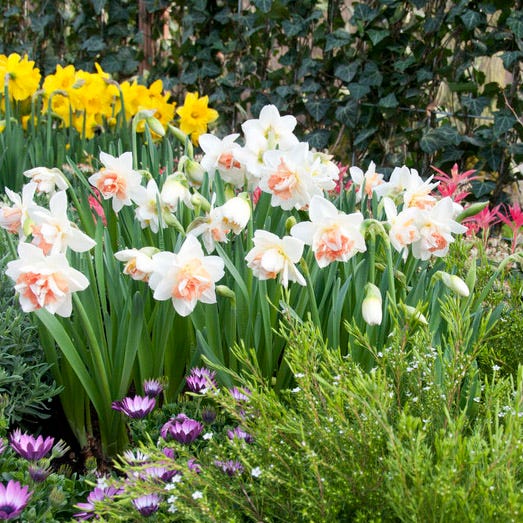 Delnashaugh Double Daffodil
