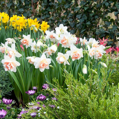 Delnashaugh Double Daffodil