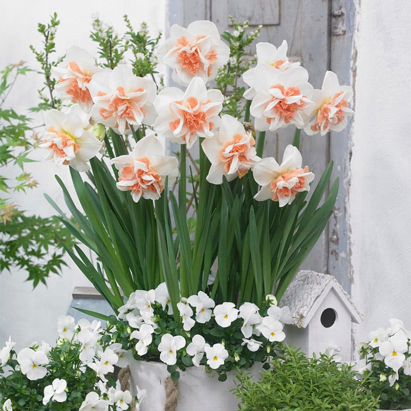 Delnashaugh Double Daffodil
