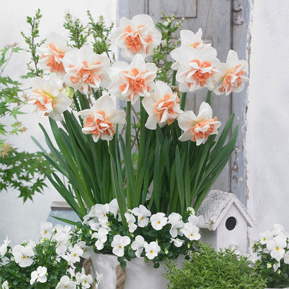 Delnashaugh Double Daffodil