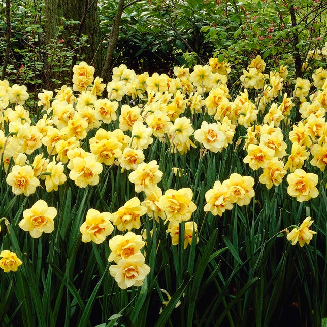 Tahiti Double Daffodil