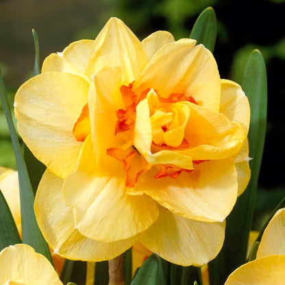 Citrus Daffodil Flower Bulb Collection
