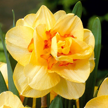 Tahiti Double Daffodil