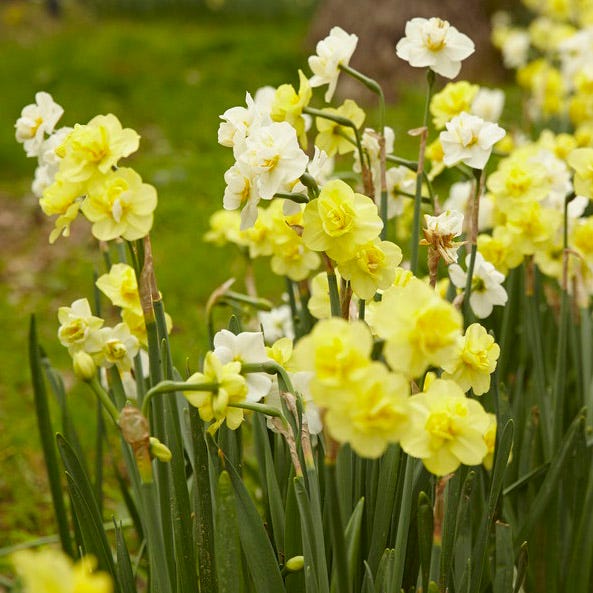 Yellow Cheerfulness Double Daffodil
