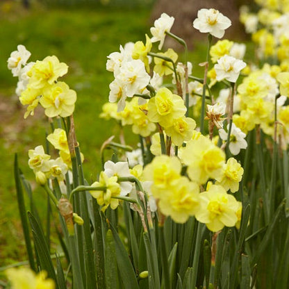 Yellow Cheerfulness Double Daffodil