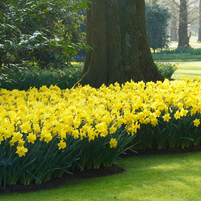 Dutch Master Trumpet Daffodil