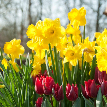 Dutch Master Trumpet Daffodil
