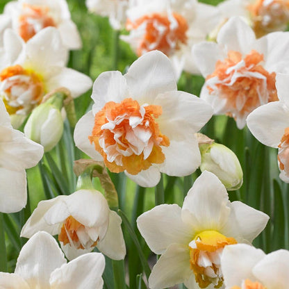 Peach Bellini Daffodil Bulb Collection