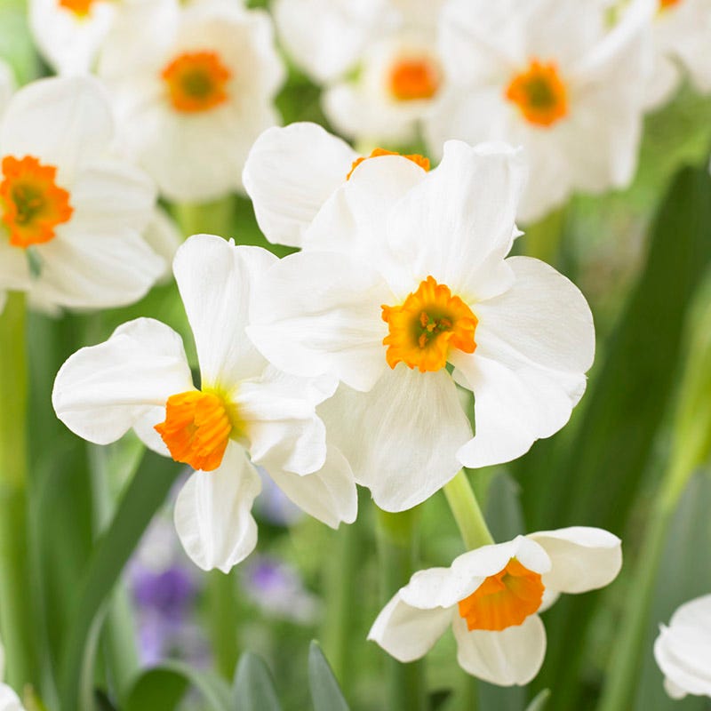 Peach Bellini Daffodil Bulb Collection