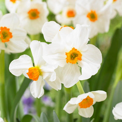 Peach Bellini Daffodil Bulb Collection