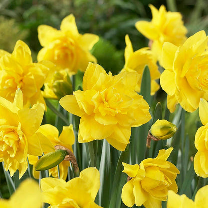 Golden Ducat Double Daffodil