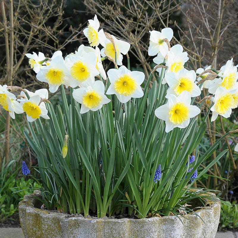 Ice Follies Large Cupped Daffodil | White/Yellow