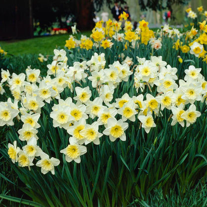 Ice Follies Large Cupped Daffodil