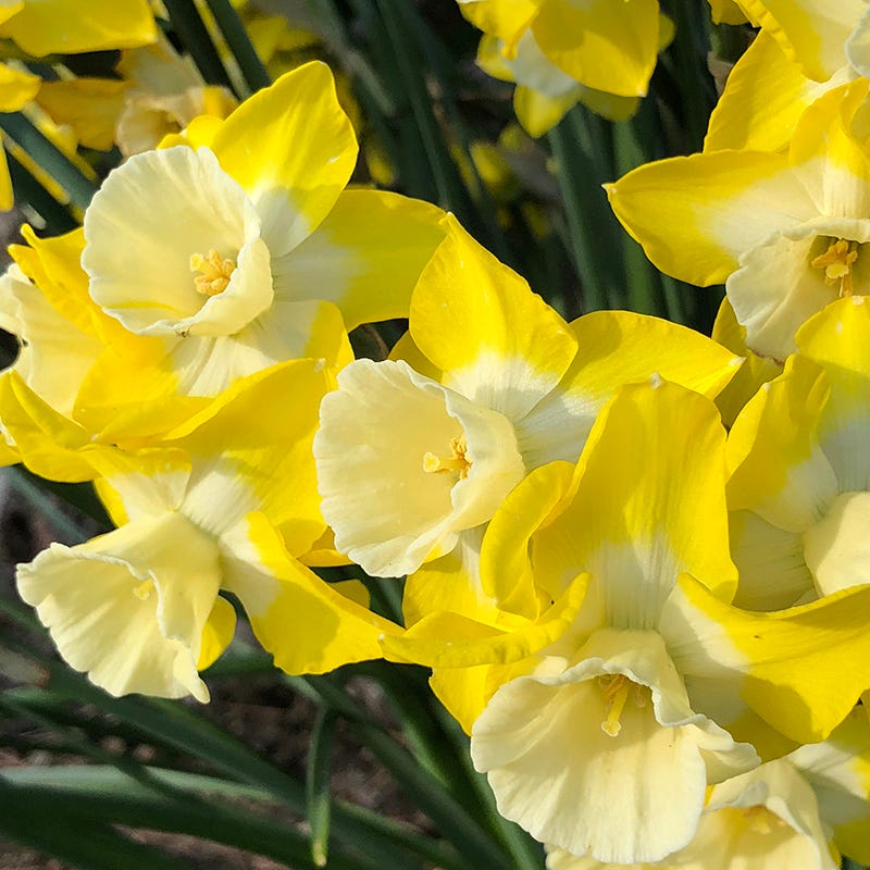 Intrigue Jonquilla Daffodil
